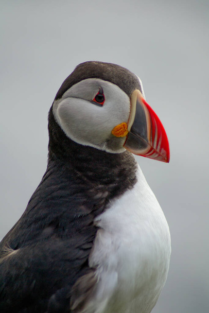 オレンジ色のくちばしを持つ北極または大西洋パフィン鳥の頭のクローズアップ/詳細な肖像画ビュー。白地だ。ラトラバーグ崖,西フィヨルド,アイスランド - 写真・画像