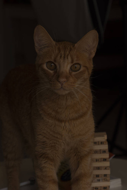 Gato amarillo jugando debajo de una mesa mientras se queda en casa durante la cuarentena con ojos amarillos bien abiertos - 写真・画像