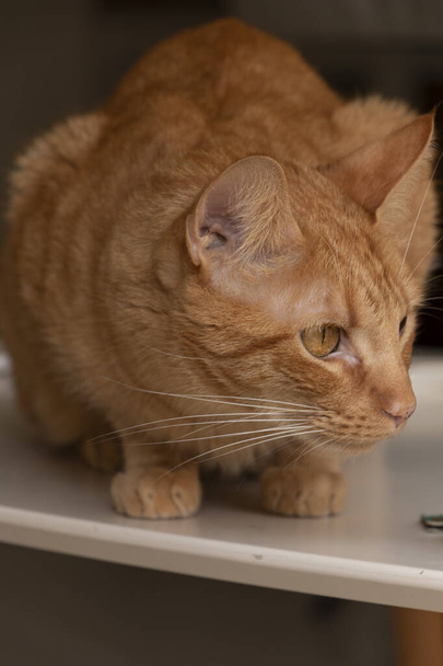 Gato adulto naranja sobre mesa blanca esperando para cazar con los ojos amarillos abiertos. - Foto, Imagen