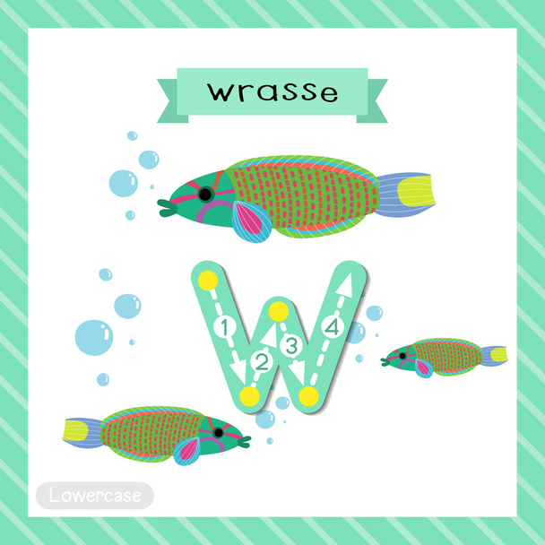 Letter W lowercase cute children colorful zoo and animals ABC alphabet tracing flashcard of Wrasse fish for kids learning English vocabulary and handwriting vector illustration. - Vettoriali, immagini