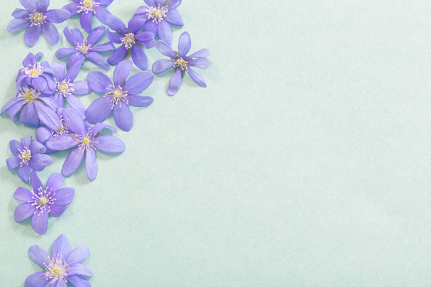 spring violet flowers on green background - Photo, Image