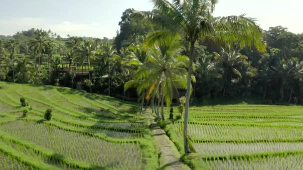 Terraços de arroz Jatiluwih. Tiro aéreo
. - Filmagem, Vídeo