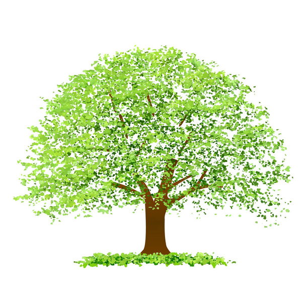 Puu tuore vihreä lehti kuvake
 - Vektori, kuva