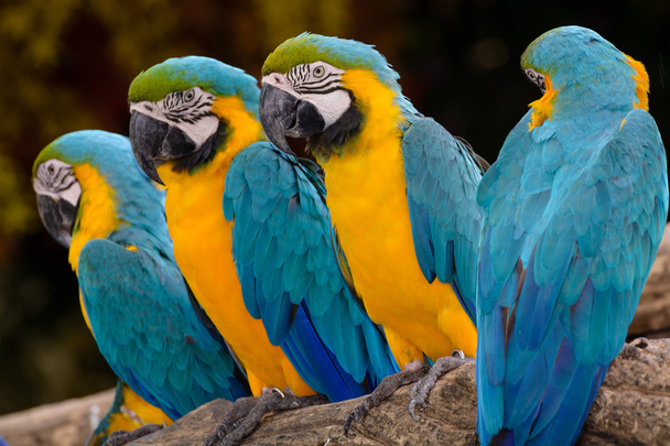Blue yellow parrot macaw - Photo, Image