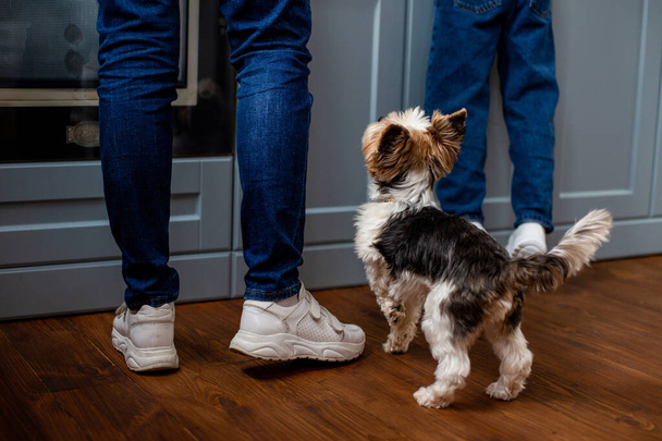 um pequeno cão doméstico está esperando por um deleite de seus proprietários
 - Foto, Imagem
