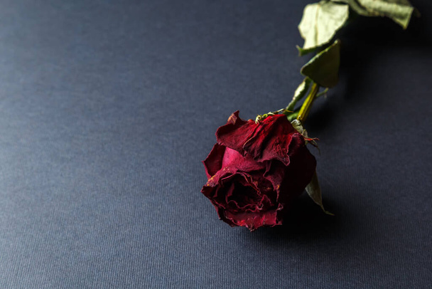 Getrocknete rote Rose Blume auf dunklem Hintergrund - Foto, Bild