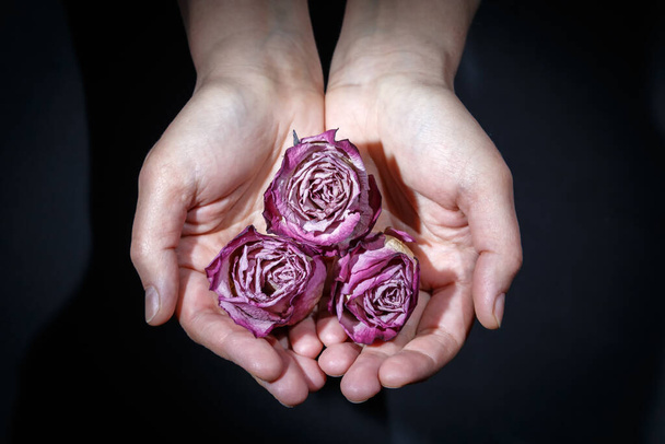 Hands of a girl holding dried pink rose buds on a dark background - Fotoğraf, Görsel