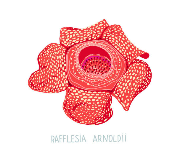 hand drawing flat vector illustration of tropical flower - Rafflesia Arnoldii grows in indonesia - Vector, Image