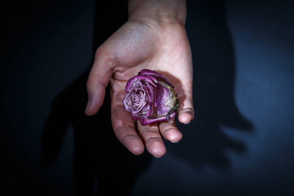 Girl's hand holds dried pink rose bud on a dark background - Φωτογραφία, εικόνα