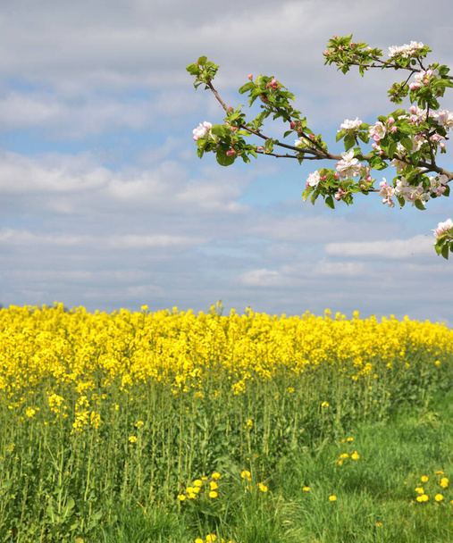Les pommiers fleurissent sur le champ de colza au printemps
 - Photo, image