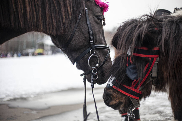 Two horses are kissing. - Foto, Imagem