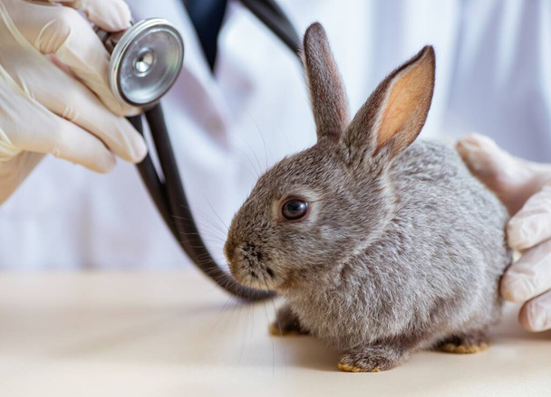 Vet doctor checking up rabbit in his clinic - Фото, изображение