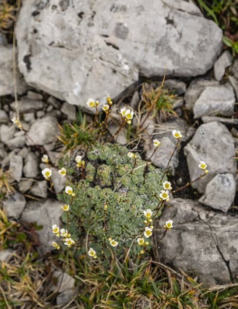 Saxifraga caesia L. included in cushion plantin the wild. - Photo, Image