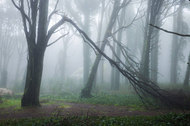 Hermoso bosque místico en una mañana de verano. Paisaje con sendero en bosque de niebla de ensueño
 - Foto, imagen