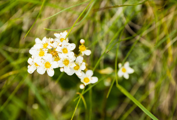 Top kilátás nyílik a virágok (Saxifraga paniculata) egy növény nő a vadonban. Tipikus élőhely a hegyvidéki területek.. - Fotó, kép