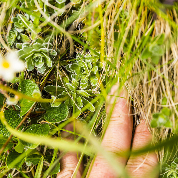 Kuiva ruoho hallussa kasvitieteilijän käsi näyttää kasvin lehdet - ruusuke (Saxifraga paniculata) luonnossa. Tyypillinen elinympäristö on vuoristoalueet
. - Valokuva, kuva