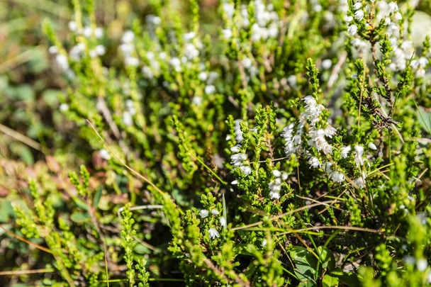 Arbusto prostrado Calluna vulgaris com flores brancas menos comuns.. Ocorrendo na natureza em solos ácidos
. - Foto, Imagem