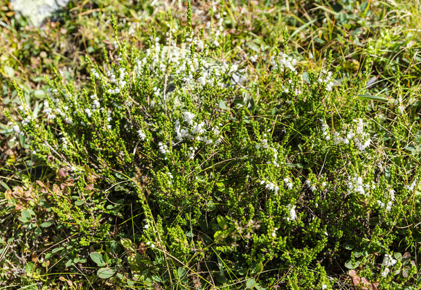 Arbusto prostrato - Calluna vulgaris con fiori bianchi. Si verifica in natura su terreni acidi
. - Foto, immagini