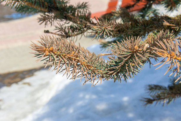 branches of blue spruce against the background of snow. - Photo, Image