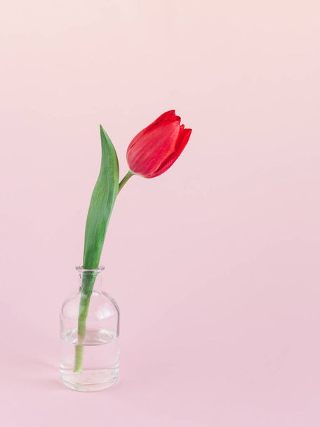 Tender red tulip in a bottle on a pastel pink background. Minimal conceptf or spring.  Place for text.  - Фото, изображение