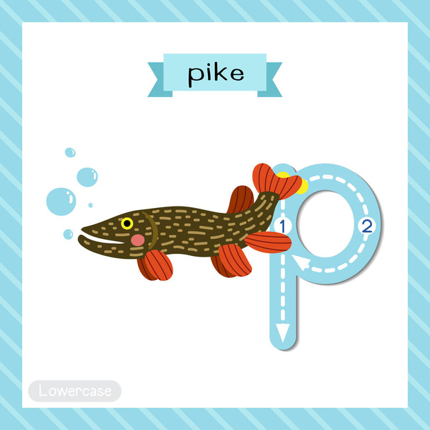 Letter P lowercase cute children colorful zoo and animals ABC alphabet tracing flashcard of Pike fish for kids learning English vocabulary and handwriting vector illustration. - Wektor, obraz