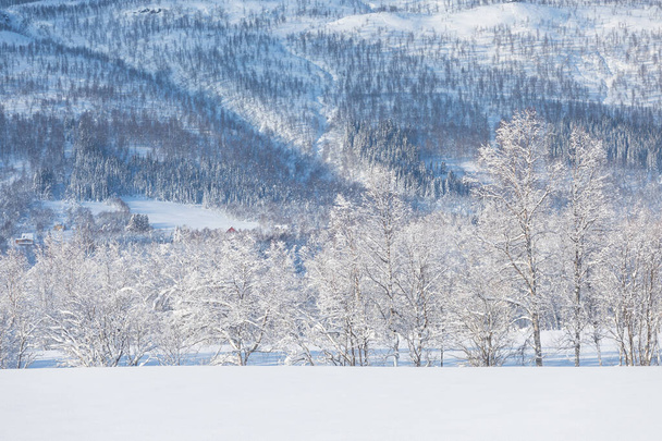 Úžasná krajina Po prvním sněhu nad horami, Colorado, USA. Zimní říše divů. Nádherná panorama zasněžené venkovské silnice a stromy ledové jako bílá poleva. Vánoční čas - Fotografie, Obrázek