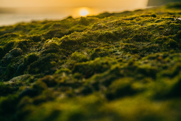 Beautiful green moss on stones near the sea with sunset background - Photo, Image