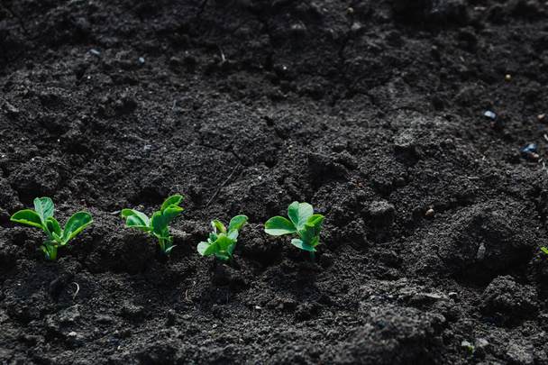 Green peas sprouted in the soil. Several shoots of green dessert peas planted in the open ground in the spring in Russia close-up with Kopi space. The view from the top - 写真・画像
