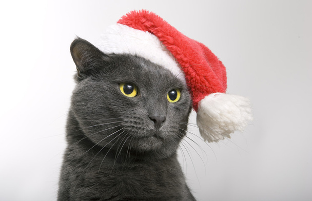 Gray Cat Santa - christmas cat - Foto, afbeelding