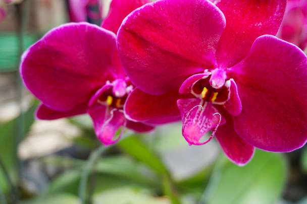 pink orchid isolated on blur background. Closeup of pink phalaenopsis orchid - Photo, Image