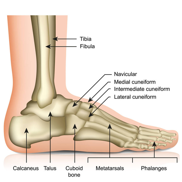 Huesos de la articulación del pie y el tobillo ilustración vector médico aislado sobre fondo blanco eps 10 infografía
 - Vector, imagen