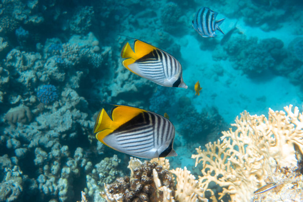 Butterfly Fish Near Coral Reef In The Ocean. Threadfin Butterflyfish With Black, Yellow And White Stripes. Colorful Tropical Fish In The Red Sea, Egypt. Blue Turquoise Water, Underwater Diversity.  - Photo, Image