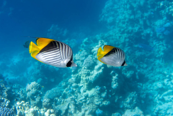 Schmetterlingsfisch in der Nähe von Korallenriffen im Ozean, Seitenansicht. Schmetterlingsflosse mit schwarzen, gelben und weißen Streifen. Bunte tropische Fische im Roten Meer, Ägypten. Türkisblaues Wasser, Unterwasser.  - Foto, Bild