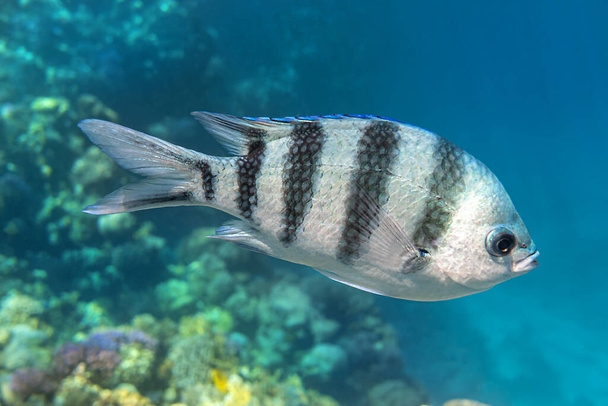 Scissortail Sergeant (Major, Pintano, Abudefduf) In Blue Turquoise Water. Striped Indo-Pacific Tropical Fish In The Ocean.  Colorful Beautiful Saltwater Fish In The Red Sea Near Coral Reef. Close Up. - Photo, Image