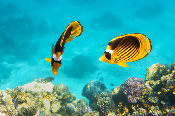 Pair Of Raccoon Butterflyfishes Over The Coral Reef, Clear Blue Turquoise Water. Colorful Tropical Fish In The Ocean. Beauty Stripped Saltwater Butterfly Fish In The Red Sea, Egypt. - Photo, Image