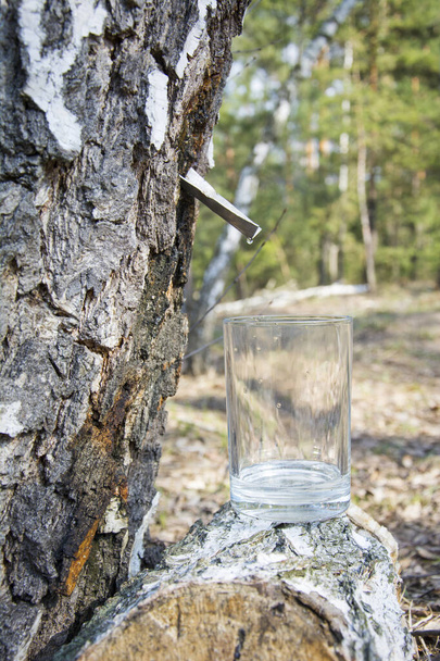 Σε ένα ανοιξιάτικο δάσος, σε μια ηλιόλουστη μέρα, ο χυμός ρέει από μια σημύδα σε ένα ποτήρι. Κοντινό πλάνο. - Φωτογραφία, εικόνα