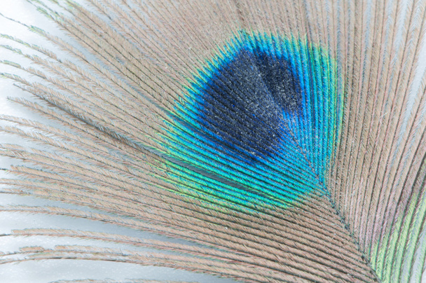 Piuma di pavone - Foto, immagini