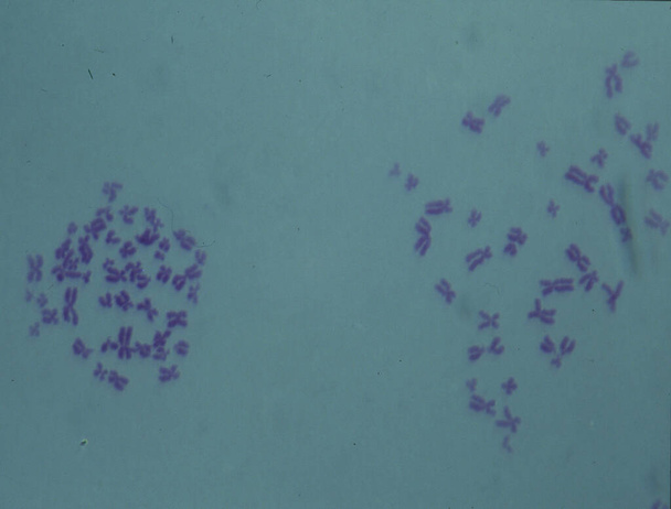 Bir hücrenin çekirdeğindeki kromozomlar - Fotoğraf, Görsel