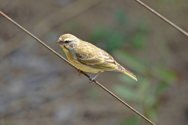Yellow-fronted canary on wire, Namibia - Photo, Image