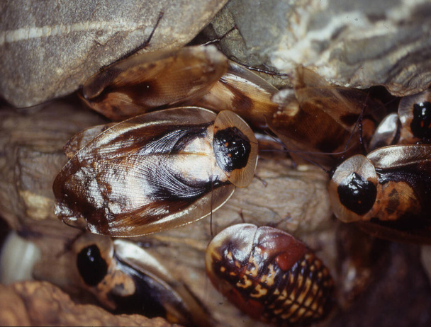 Riesige Kakerlaken krabbeln herum - Foto, Bild