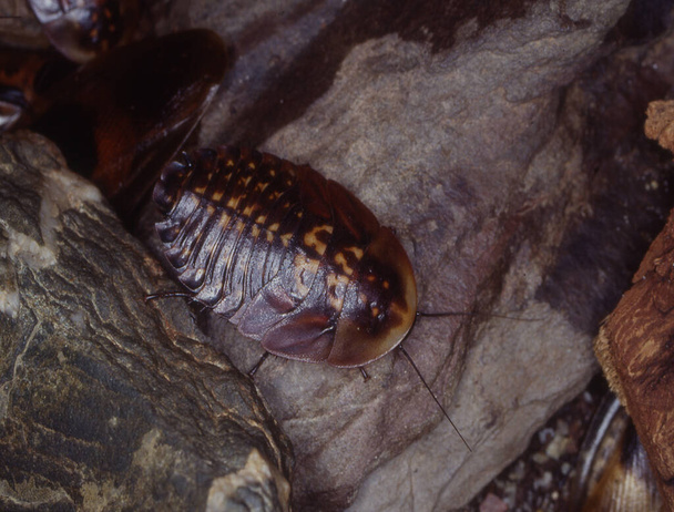 Giant cockroaches crawl on forest floor - Photo, Image