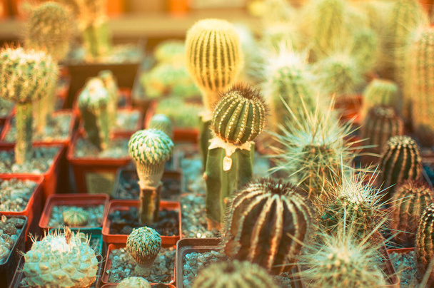 A collection of Succulents, cacti, echeveria kalanchoe and succulent house plants. Succulents are grown in greenhouses in the sun. Indoor plant concept for decoration. Selective focus. - Foto, Imagem