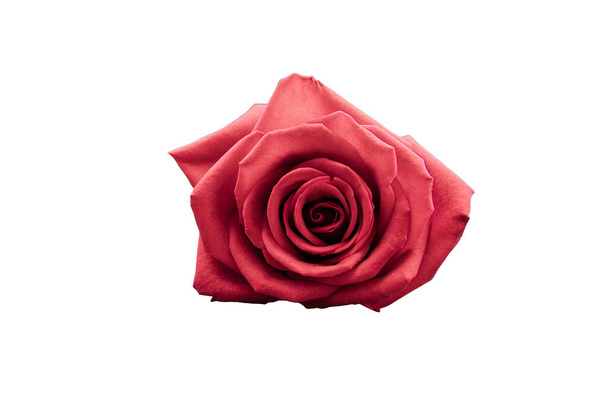 Rote Rose isoliert auf weißem Hintergrund, Clipping-Pfad inklusive - Foto, Bild