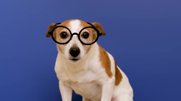 Kluger Hund mit Brille blickt in die Kamera - Filmmaterial, Video