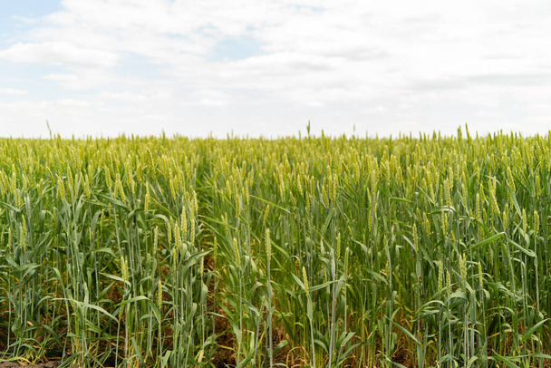 Green farm, landscape with crop of wheat on field in spring - Foto, Bild