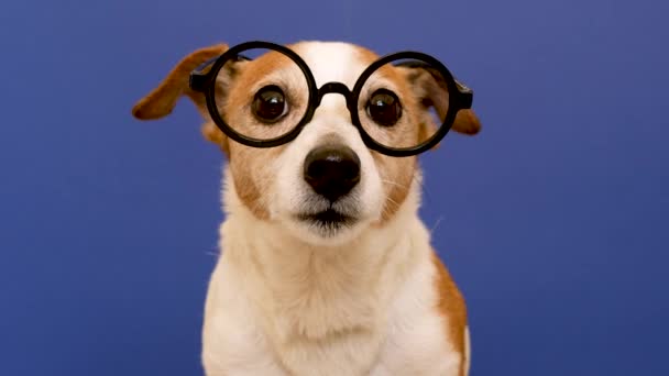 smart dog w okularach patrzący w kamerę - Materiał filmowy, wideo