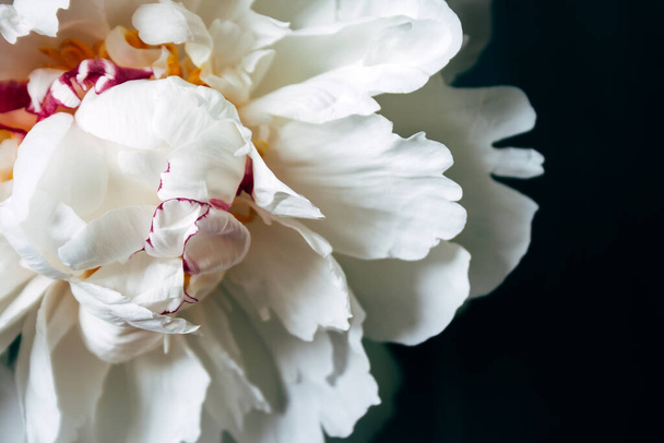Weelderige witte pioenroos close-up. Mooie bloem als geschenk voor de vakantie. Boeket zachte bloemen. Bovenaanzicht. Selectieve focus - Foto, afbeelding