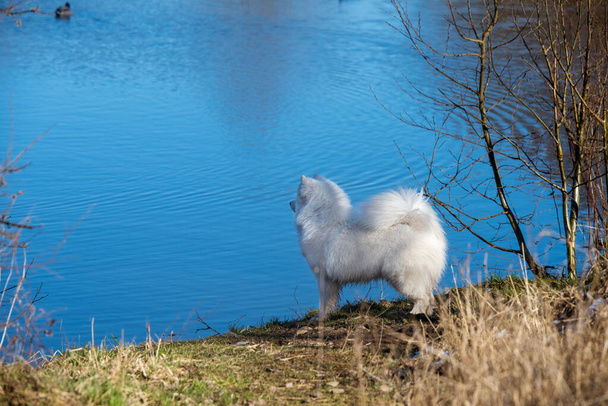 Белый пушистый самоед щенок выходит на улицу
 - Фото, изображение