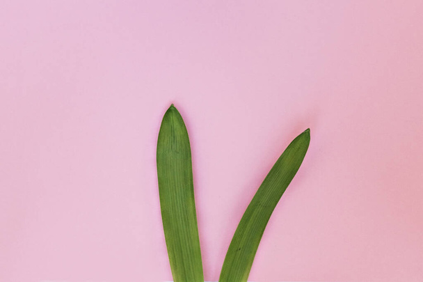 Кроличьи уши из натуральных зеленых листьев на розовом фоне. Символ весны православных и католических праздников. Понятие минимализма
 - Фото, изображение