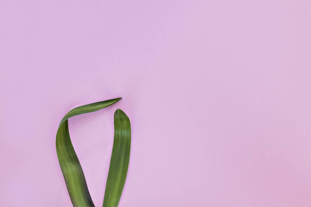 Кроличьи уши из натуральных зеленых листьев на розовом фоне. Символ весны православных и католических праздников. Понятие минимализма
 - Фото, изображение